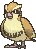 Pidgey — Showdown