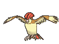 Pidgeotto — Showdown