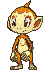 Chimchar — Showdown