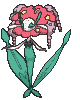 Florges — Showdown