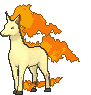 Rapidash — Showdown