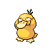 psyduck — platinum