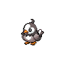 starly — black white