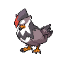 staraptor — black white