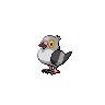 pidove — black white