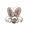 cinccino — black white