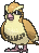 pidgey — x y