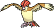 pidgeotto — x y