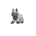 poochyena — ultra sun ultra moon